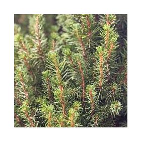 Picea glauca - Cukorsüveg fenyő zsákban