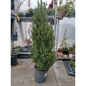 Picea Glauca 'Conica' - Cukorsüvegfenyő