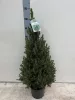 Picea Glauca 'Conica December' - Cukorsüvegfenyő