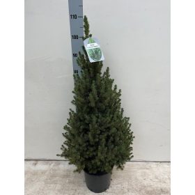 Picea Glauca 'Conica December' - Cukorsüvegfenyő