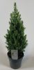 Picea Glauca 'Perfecta' - Cukorsüvegfenyő