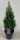 Picea Glauca 'Perfecta' - Cukorsüvegfenyő