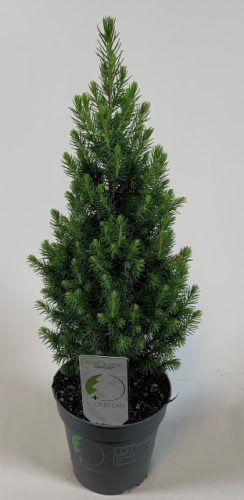 Picea Glauca 'Perfecta' - Cukorsüvegfenyő