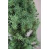 Picea Glauca 'Perfecta' - Cukorsüvegfenyő
