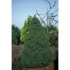 Picea Glauca 'Perfecta' - Cukorsüvegfenyő