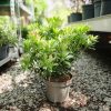 Pieris japonica 'Debutante' - Japán Babérhanga