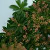 Pieris japonica 'Debutante' - Japán Babérhanga