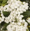 Pieris japonica 'Debutante' - Japán Babérhanga