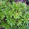 Pieris japonica 'Debutante' - Japán Babérhanga