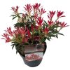 Pieris japonica 'Flaming Silver' - Japán Babérhanga