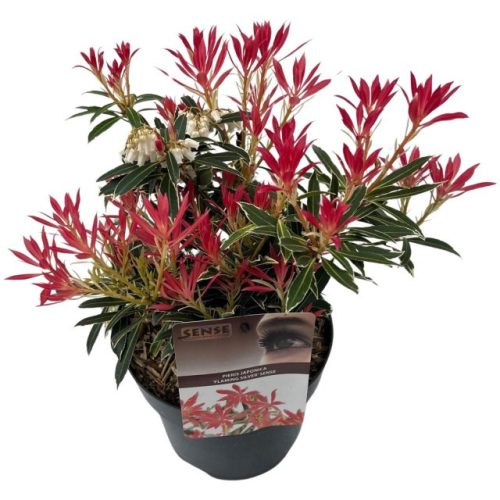 Pieris japonica 'Flaming Silver' - Japán Babérhanga