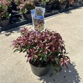 Pieris japonica 'Katsura' - Japán Babérhanga