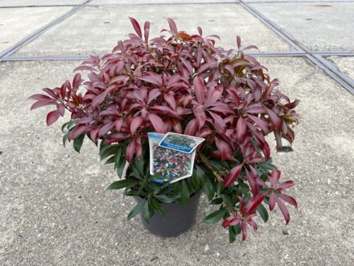 Pieris japonica 'Katsura' - Japán Babérhanga