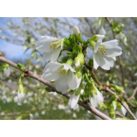Prunus incisa 'Midori Zakura' – Díszcseresznye