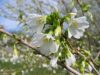 Prunus incisa 'Midori-zakura' - Fuji díszcseresznye