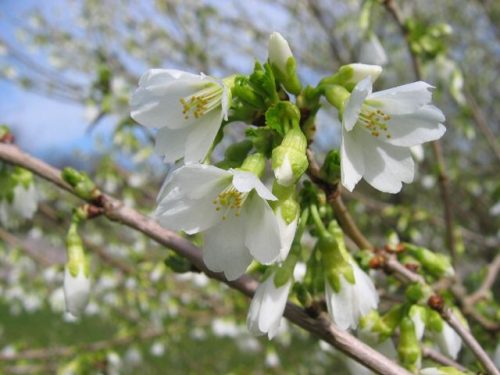 Prunus incisa 'Midori-zakura' - Fuji díszcseresznye