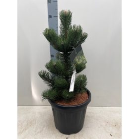 Pinus nigra 'Oregon Green'- Feketefenyő