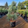Pinus koraiensis 'Silveray' – Koreai selyemfenyő