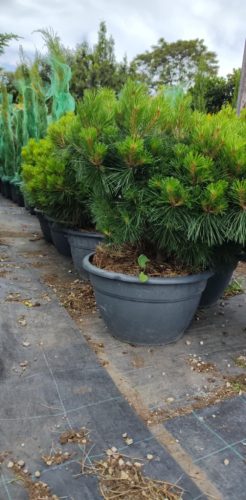 Pinus nigra "Brepo' - Törpe feketefenyő