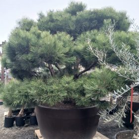 Pinus nigra 'Nigra Bonsai' - Feketefenyő
