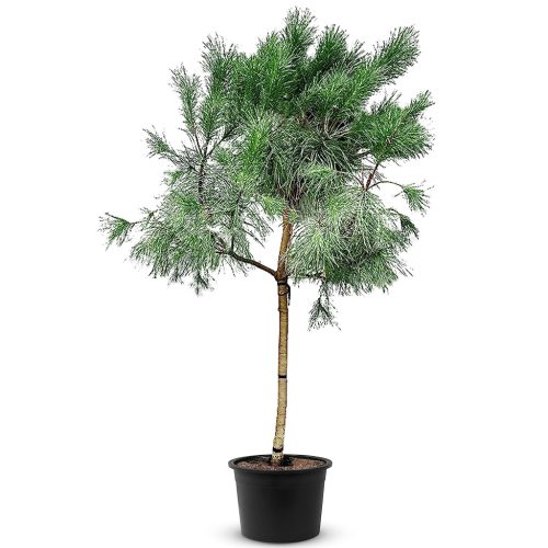 Pinus pinea - Törzses Madulafenyő