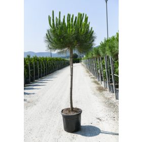 Pinus pinea - Mandulafenyő törzses