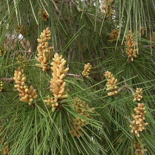 Pinus pinea - Mandulafenyő törzses