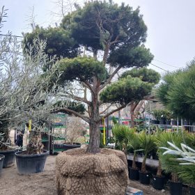 Pinus sylvestris 'Bonsai' - Erdei fenyő