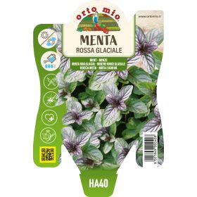 Mentha spicata "Glaciale" – piros menta
