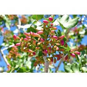 Pistacia vera – Pisztácia 