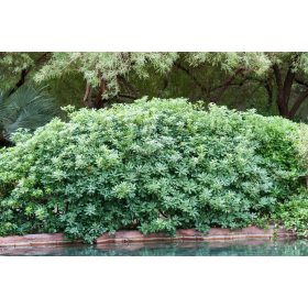 Pittosporum tobira - Kínai enyvesmag