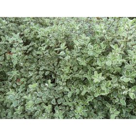 Pittosporum tenuifolium - Új - Zélandi enyvesmag