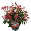 Pieris japonica 'Forest Flame' - Japán Babérhanga