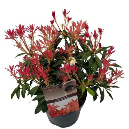 Pieris japonica 'Forest Flame' - Japán Babérhanga