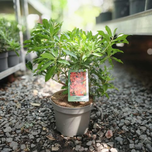 Pieris japonica 'Forest Flame' - Japán Babérhanga