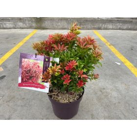   Pieris japonica 'Mountain Fire' - Japán Babérhanga