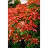 Pieris japonica 'Mountain Fire' - Japán Babérhanga
