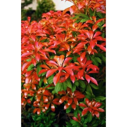 Pieris japonica 'Mountain Fire' - Japán Babérhanga