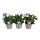 Platycodon grandiflorus mixed - Léggömbvirág