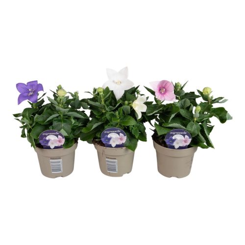 Platycodon grandiflorus mixed - Léggömbvirág