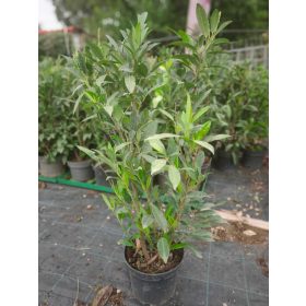 Prunus laurocerasus 'Herbergii' – Babérmeggy