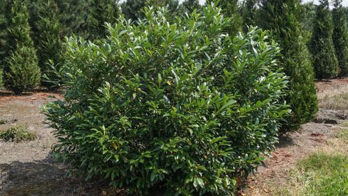 Prunus laurocerasus 'Herbergii' – Babérmeggy