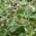 Plectranthus Coloides - Szúnyogűző