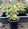 Plectranthus Coloides - Szúnyogűző