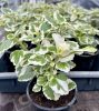 Plectranthus Coloides - Szúnyogűző