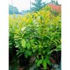 Prunus Laurocerasus 'Novita' - Babérmeggy