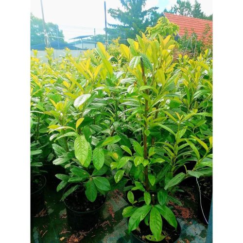 Prunus Laurocerasus 'Novita' - Babérmeggy