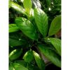 Prunus Laurocerasus 'Novita' - Babérmeggy