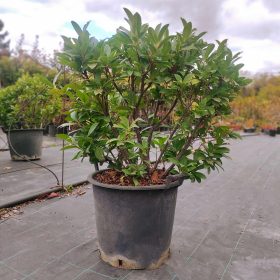   Prunus laurocerasus 'Otto Luyken' – Törpe babérmeggy