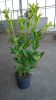 Prunus laurocerasus 'Rotundifolia' - Babérmeggy